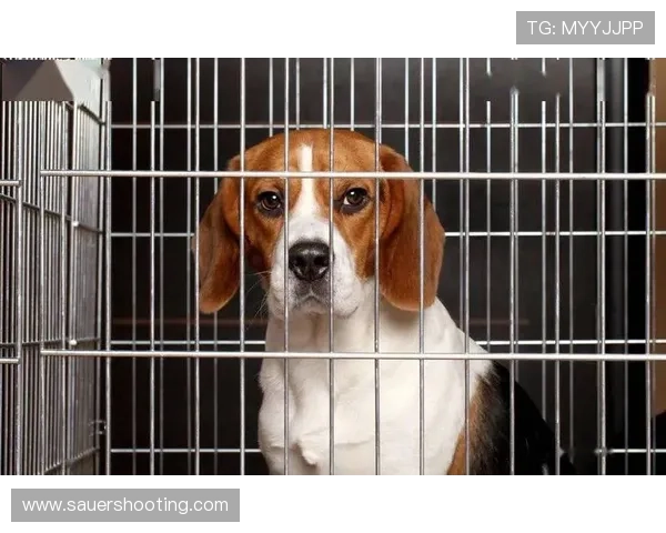 蒋林静家的狗都比我会花钱